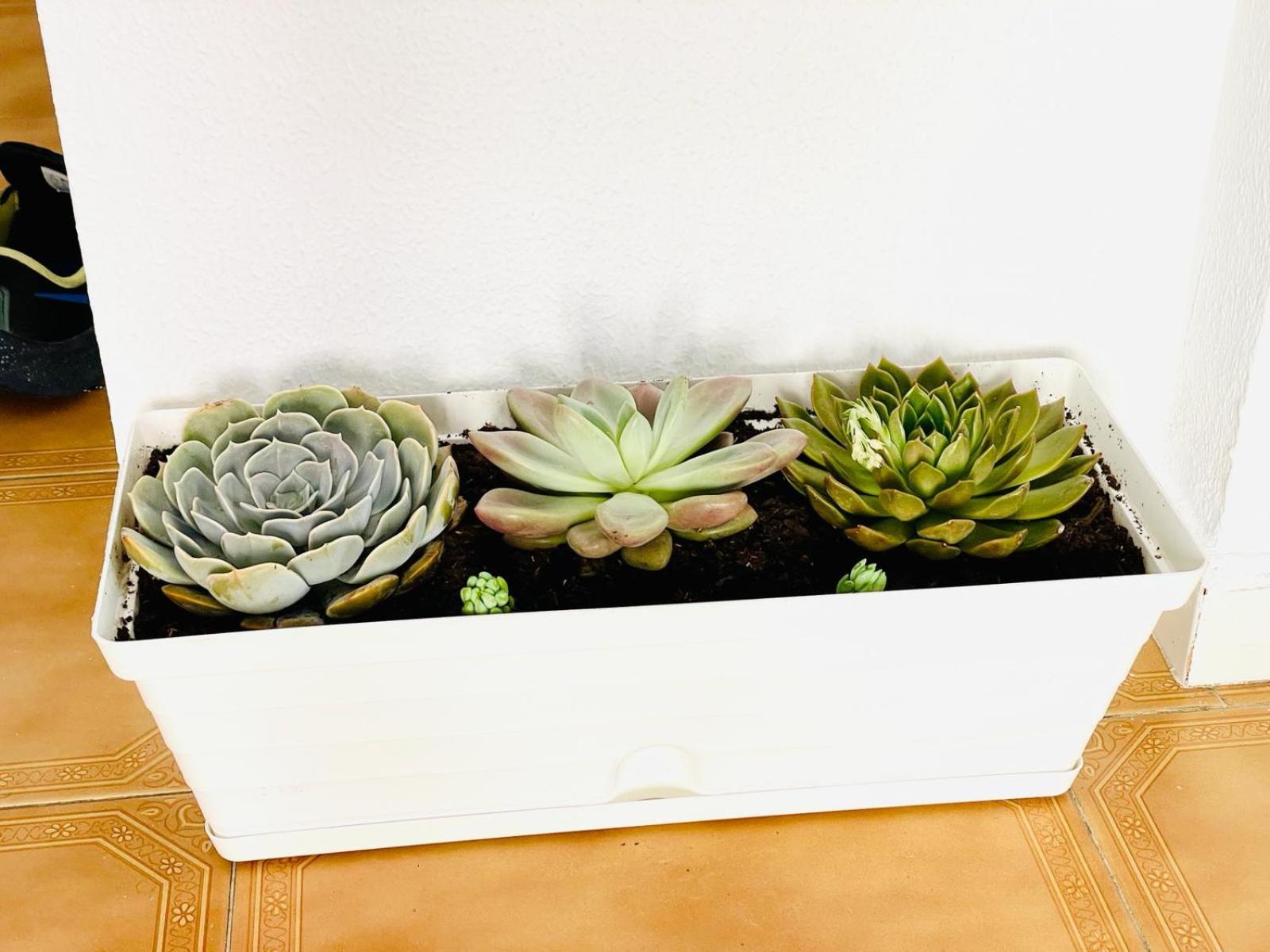 Apartamento Centro Torremolinos Con Solarium エクステリア 写真